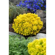 Berberis thunbergii 'Tiny Gold' – Sárga levelű, törpe, gömb japán borbolya 20-40 C2