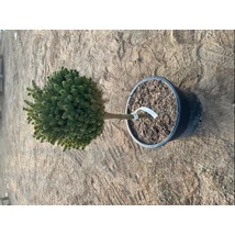 Picea abies Mityu törzses fenyő T30 K35 