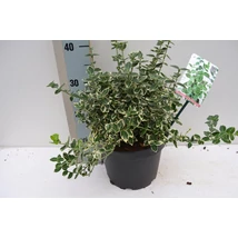 Euonymus fort. Emerald 'n Gaiety kecskerágó P23 K5l