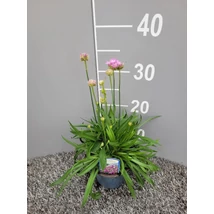 Armeria pseudarmeria 'Ballerina Red' – Széleslevelű pázsitszegfű P13
