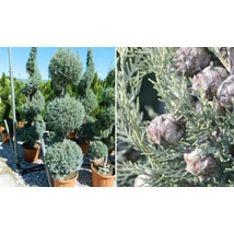 Cupressus arizonica 'Fastigiata' - Arizoniai ciprus K30 130/140 3gömbös