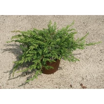 Juniperus conferta 'Schlager' – Terülő fövenyboróka 20/40
