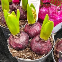 Virághagyma vegyes beültetés nagy