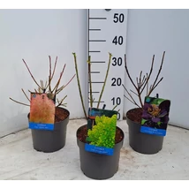Cotinus coggygria in varieties P17 2L 30/40