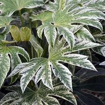 Fatsia japonica 'Spider's Web' – Szobaarália CLT7 50/60
