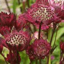 Astrantia major moulin Rouge Völgycsillag D14