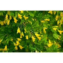 Caragana arborescens 'Pendula' - Csüngő borsófa K10,5 T100