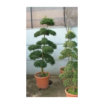 Ilex crenata Bonsai– Csipkéslevelű magyal K15 80/100