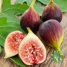 Ficus carica - Füge Brown turkey K2 30/40