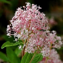 Ceanothus x pallidus 'Marie Simone' - Táskavirág
