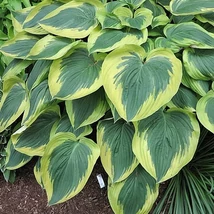 Hosta 'Broad Band' – Árnyékliliom Cs14