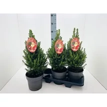 Picea glauca 'Conica' - Cukorsüvegfenyő 65cm
