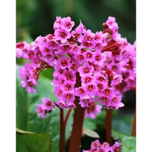 Bergenia cordifolia 'Purpurea' – Bőrlevél Cs9