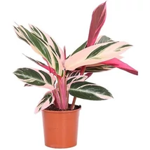 Calathea Triostar Stromanthe in Pantanel ceramics Rhythm & More Cs14/45