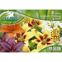 Pegasus Liliom Asiatic Lily Mix 6db