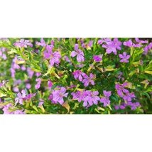 Cuphea hyssopifolia Japánmirtusz Cs9