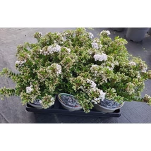 Hebe CelinaVeronikacserje P15 1,5L