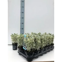 Euonymus japonicus 'White Spire' - Oszlopos kecskerágó P9 