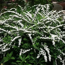 Spiraea nipponica Snowmound – nipponi gyöngyvessző K2L 40/60
