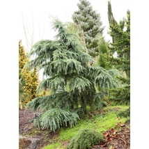 Cedrus deodara 'Feelin' Blue' - Csüngő kék himalájai cédrus K18 120+