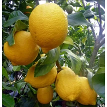 Citrus Limon Meyer Citrom alacsony törzsön 50-70 cm