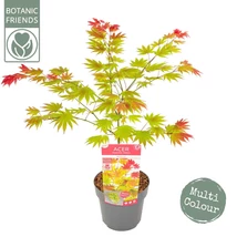 Acer shirasawanum ‘Moonrise’ – Japán juhar Multicolor P19 60+