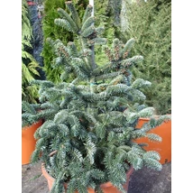 Abies numidica 'Pendula'-  Algériai csüngő ágú jegenyefenyő