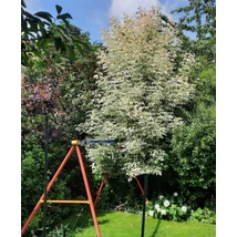 Acer negundo 'Flamingo' - Fehér-rózsaszín tarka levelű zöld juhar K25 10/12 