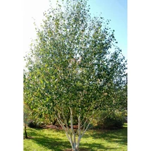 Betula utilis Doorenbos Multistem – Himalájai nyírfa, fehér kérgű díszfa többtörzses K60 120/160