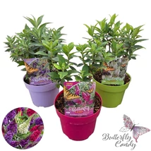 Buddleia davidii 'Butterfly Candy Little Varietes - Törpe nyáriorgona színmix készlet szerint 1db P19 