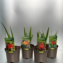 Crocosmia IN VARIETIES - Kerti sáfrányfű színmixből készlet szerint 1db P17