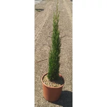 Cupressus sempervirens 'Pyramidalis' - Olasz európai ciprus Clt 9