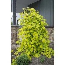 Cercis canadensis ‘Golden Falls’ (NC2015-12) PBR – Arany levelű csüngő júdásfa K15 175/200 