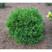 Cryptomeria japonica 'Globosa Nana' - Szugifenyő, japánciprus C18 40/50