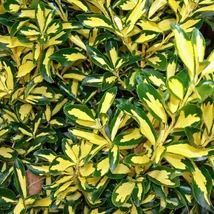 Euonymus japonicus 'Aurea' - Japán kecskerágó bokor C3
