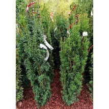 Taxus baccata 'Fastigiata Robusta' - Oszlopos tiszafa 100/125 FL