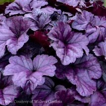 Heuchera Wildberry - Tűzeső Cs14