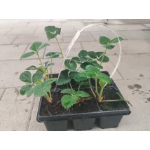 Eper folytontermő 6-os pakk