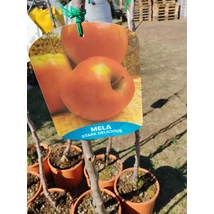 Gyümölcsfa Stark Delicious -  Starking alma K5