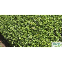 Ilex crenata 'Glory Gem' – Csipkéslevelű magyal 1/4 törzses CLT 9