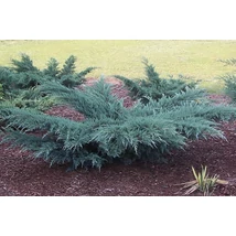 Juniperus virginiana 'Grey Owl' - Terülő virginiai boróka 60/80 FL