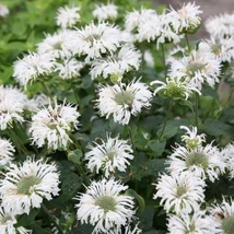 Monarda didyma 'Bee Bright' - Méhbalzsam Cs14