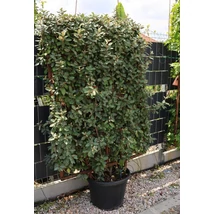 Elaeagnus x ebbingei 'Vivileg' - Tarkalevelű ezüstfa növényfal CLT 45 160x110