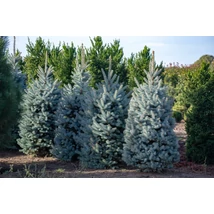 Picea pungens ‘Glauca’ – Kék lucfenyő 100/125 Drótlabdás