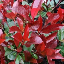 Photinia x fraseri 'Red Robin' - Korallberkenye K 9 100+