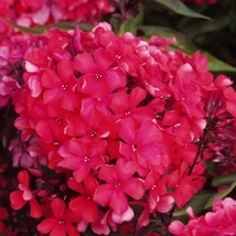 Phlox paniculata 'Starfire' - Bugás lángvirág D14