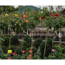 Rosa TM -Extra  Magastörzsű rózsa K10 TM125/150