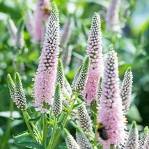 Veronica spicata ‘First Choice’ – Macskafarkú veronika CS9
