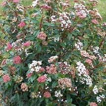 Viburnum tinus ‘Gwenlian’ – téli bangita K23 35cm