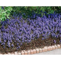 Ajuga reptans 'Elmblut'-Indás Infű Cs9